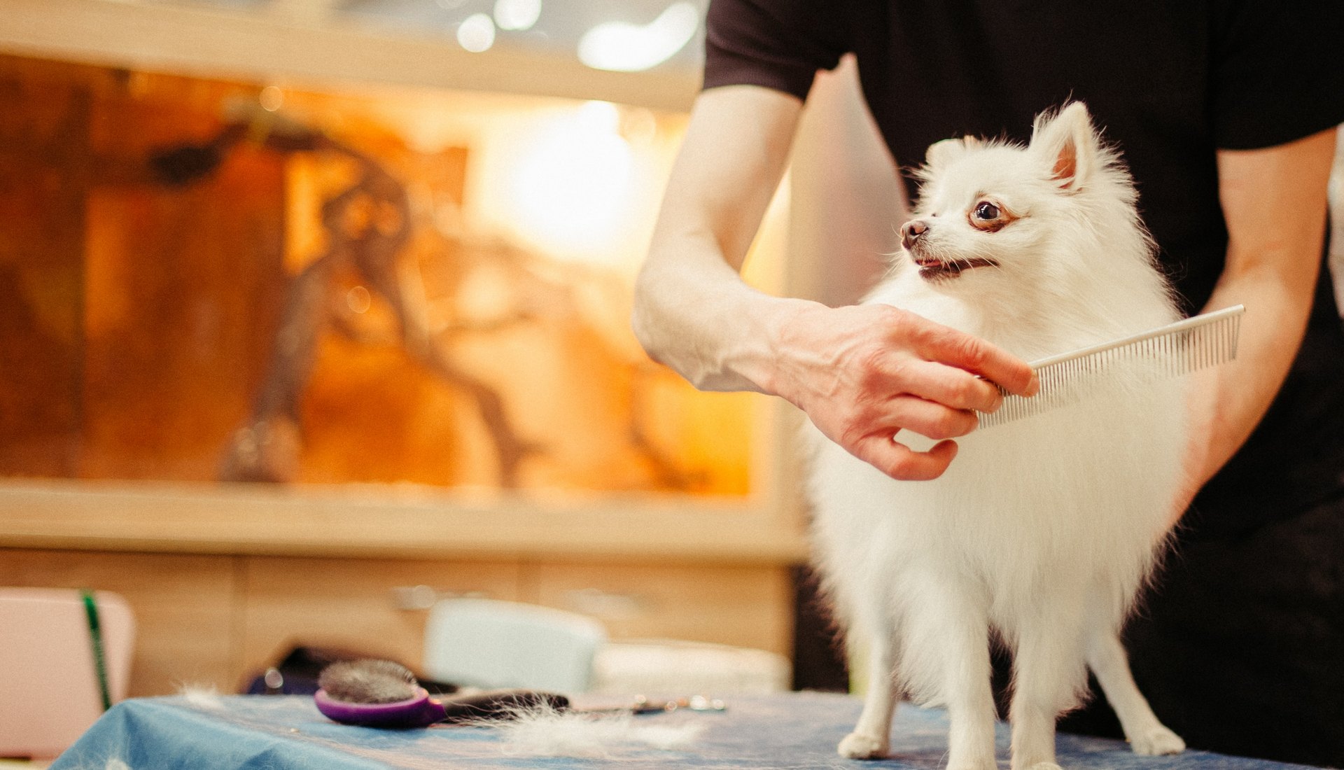 Dog grooming Pet Grooming